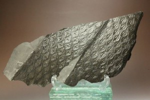 40mもの高さがあった古代植物レピドデンドロン(Lepidodendron)