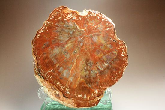 珪化木(Petrified wood )