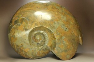 モロッコ産40cm巨大ゴニアタイト