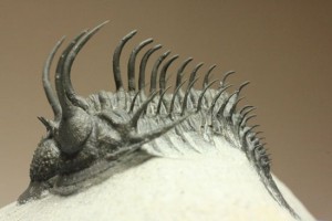 デボン紀のトゲトゲ三葉虫コムラバルチンキ(Comura Bultyncki)