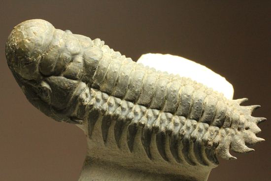 デボン紀三葉虫、クロタロセファルス・ギブス(Crotalocephalus gibbus)
