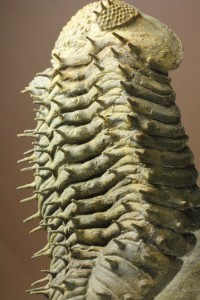 複眼とトゲが特徴のドロトプス・アルマータス(Drotops Armartus)