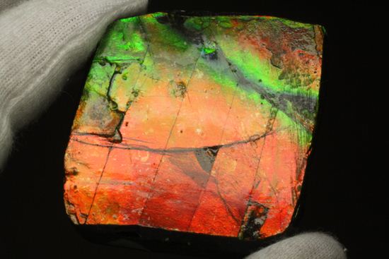 目にも鮮やかなアンモライト標本(ammolite)