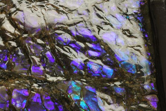 青や紫色は希少とされるアンモライト(Ammolite)