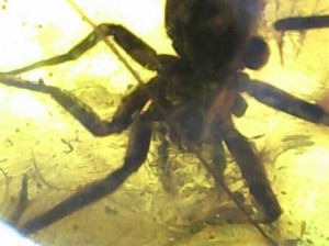 琥珀に内包された蜘蛛(拡大)