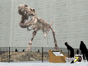 ティラノサウルス全身骨格(Trannosaurus)