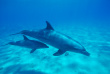 ハクジラ亜目の小型種にあたる「イルカ」