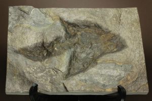 恐竜の足跡も生痕化石です。
