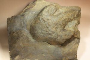 アロサウルスの足跡化石(Allosaurus)